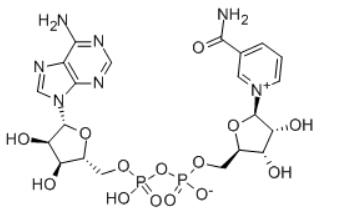 β-烟酰胺腺嘌呤二核苷酸（氧化型辅酶 I）（NAD）