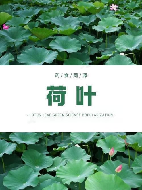 药食同源荷叶可以减肥助眠